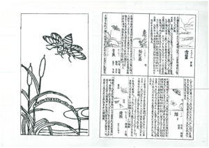 <center>和漢三才圖會</center>